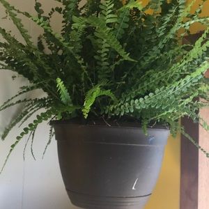 Meet your Posher, Sonya